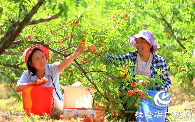 河南駐馬店驛城區(qū):蟠桃扶貧產(chǎn)業(yè)果農(nóng)攀上致富路