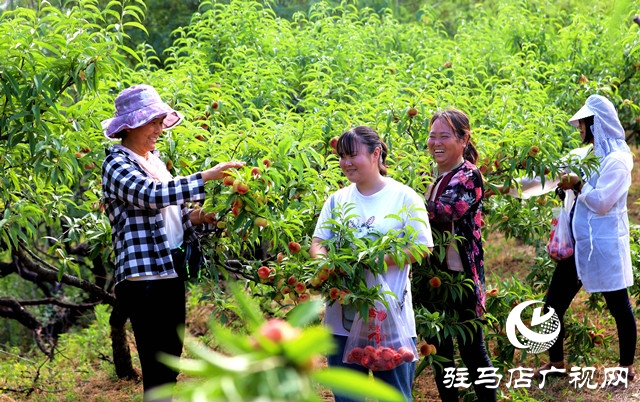 河南駐馬店驛城區(qū):蟠桃扶貧產(chǎn)業(yè)果農(nóng)攀上致富路