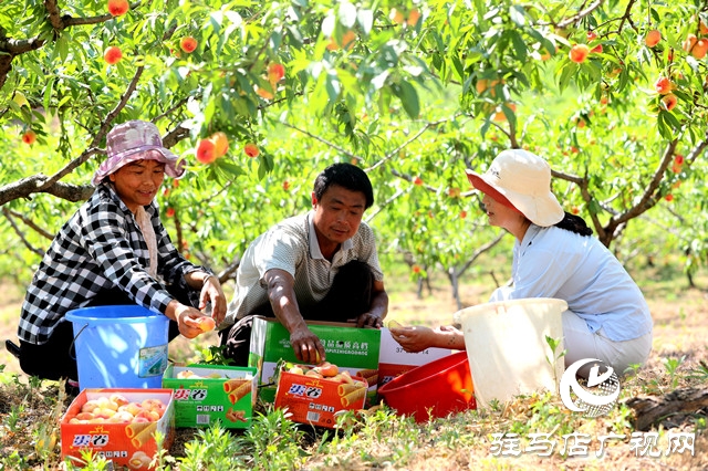 河南駐馬店驛城區(qū):蟠桃扶貧產(chǎn)業(yè)果農(nóng)攀上致富路