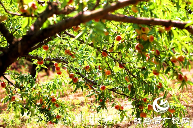 河南駐馬店驛城區(qū):蟠桃扶貧產(chǎn)業(yè)果農(nóng)攀上致富路