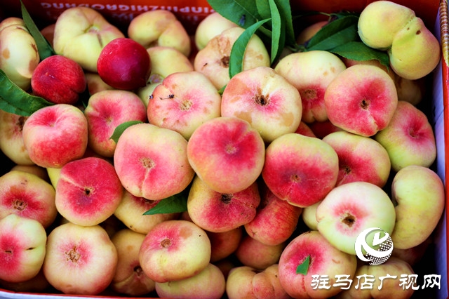 河南駐馬店驛城區(qū):蟠桃扶貧產(chǎn)業(yè)果農(nóng)攀上致富路