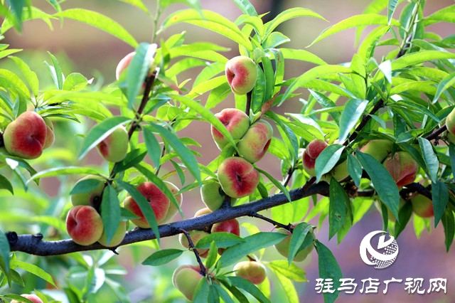 河南駐馬店驛城區(qū):蟠桃扶貧產(chǎn)業(yè)果農(nóng)攀上致富路