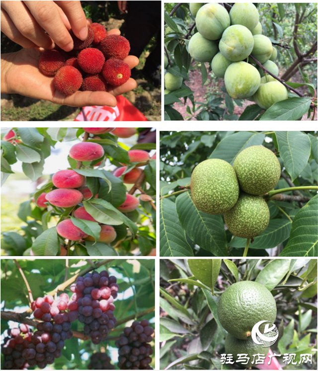 “好鈣肥、北沃造”——北沃農業(yè)打造“鈣肥航母”