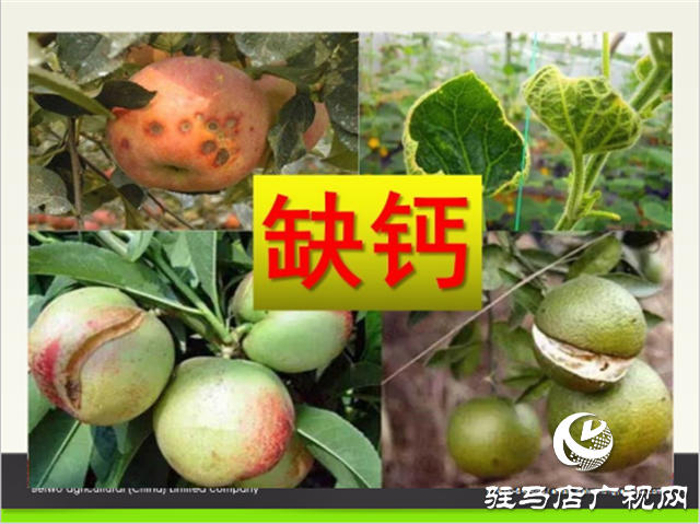 “好鈣肥、北沃造”——北沃農業(yè)打造“鈣肥航母”