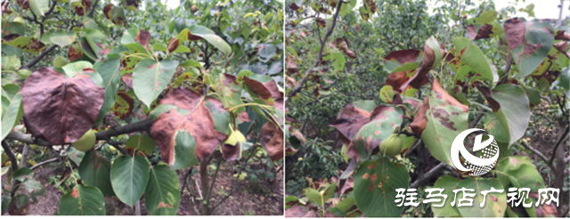 “好鈣肥、北沃造”——北沃農業(yè)打造“鈣肥航母”