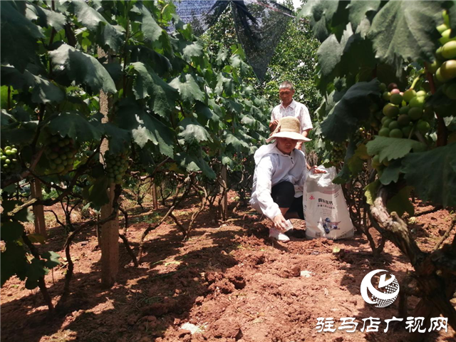 “好鈣肥、北沃造”——北沃農業(yè)打造“鈣肥航母”