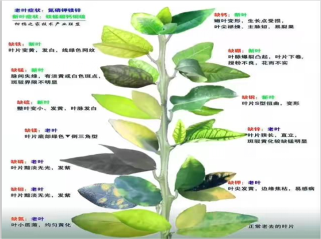 “好鈣肥、北沃造”——北沃農業(yè)打造“鈣肥航母”