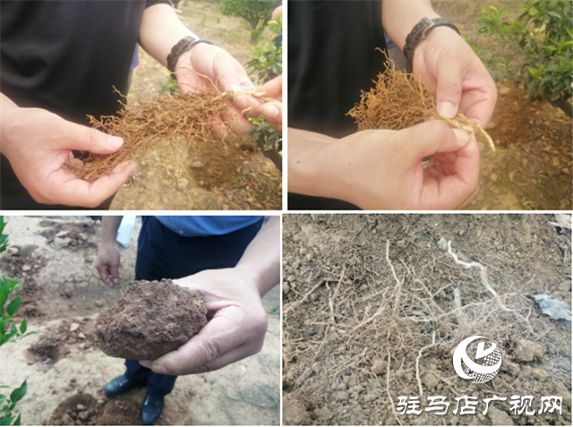 “好鈣肥、北沃造”——北沃農業(yè)打造“鈣肥航母”