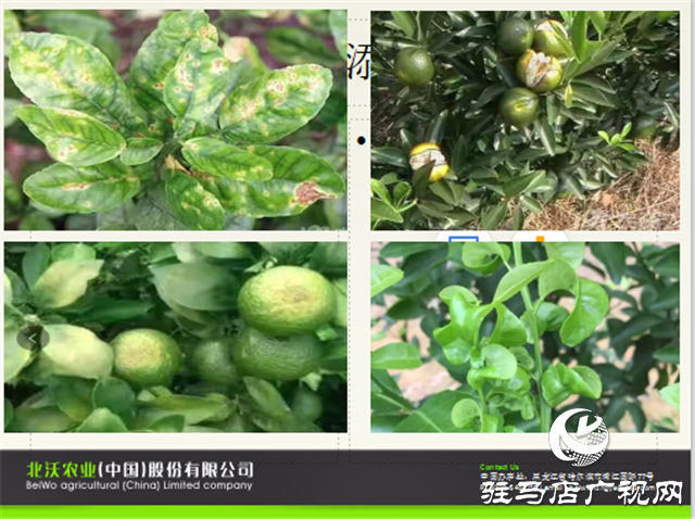 “好鈣肥、北沃造”——北沃農業(yè)打造“鈣肥航母”