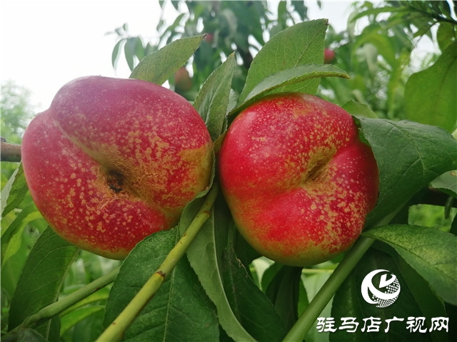 “好鈣肥，北沃造”——北沃農業(yè)全國系列回訪第二站