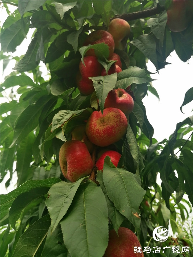 “好鈣肥，北沃造”——北沃農業(yè)全國系列回訪第二站