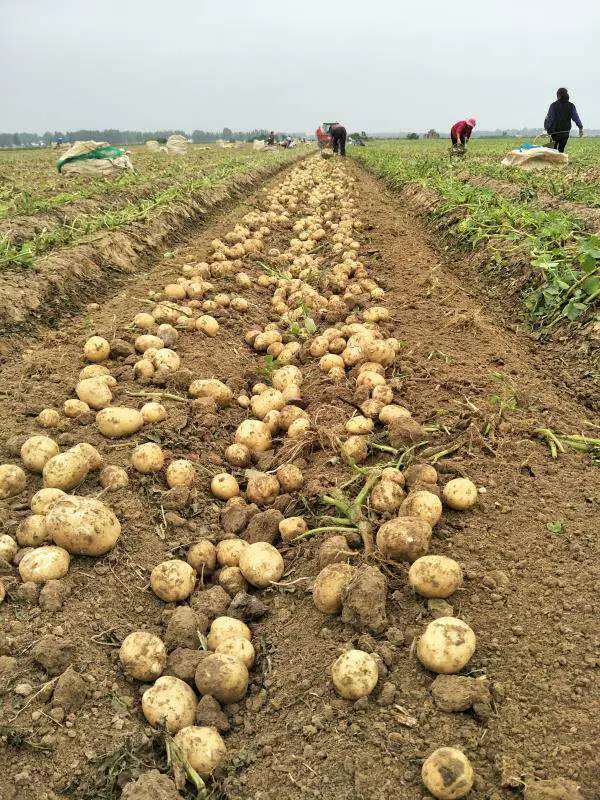 知道嗎?你愛吃的薯?xiàng)l、薯片里邊，有濃濃的“駐馬店味”