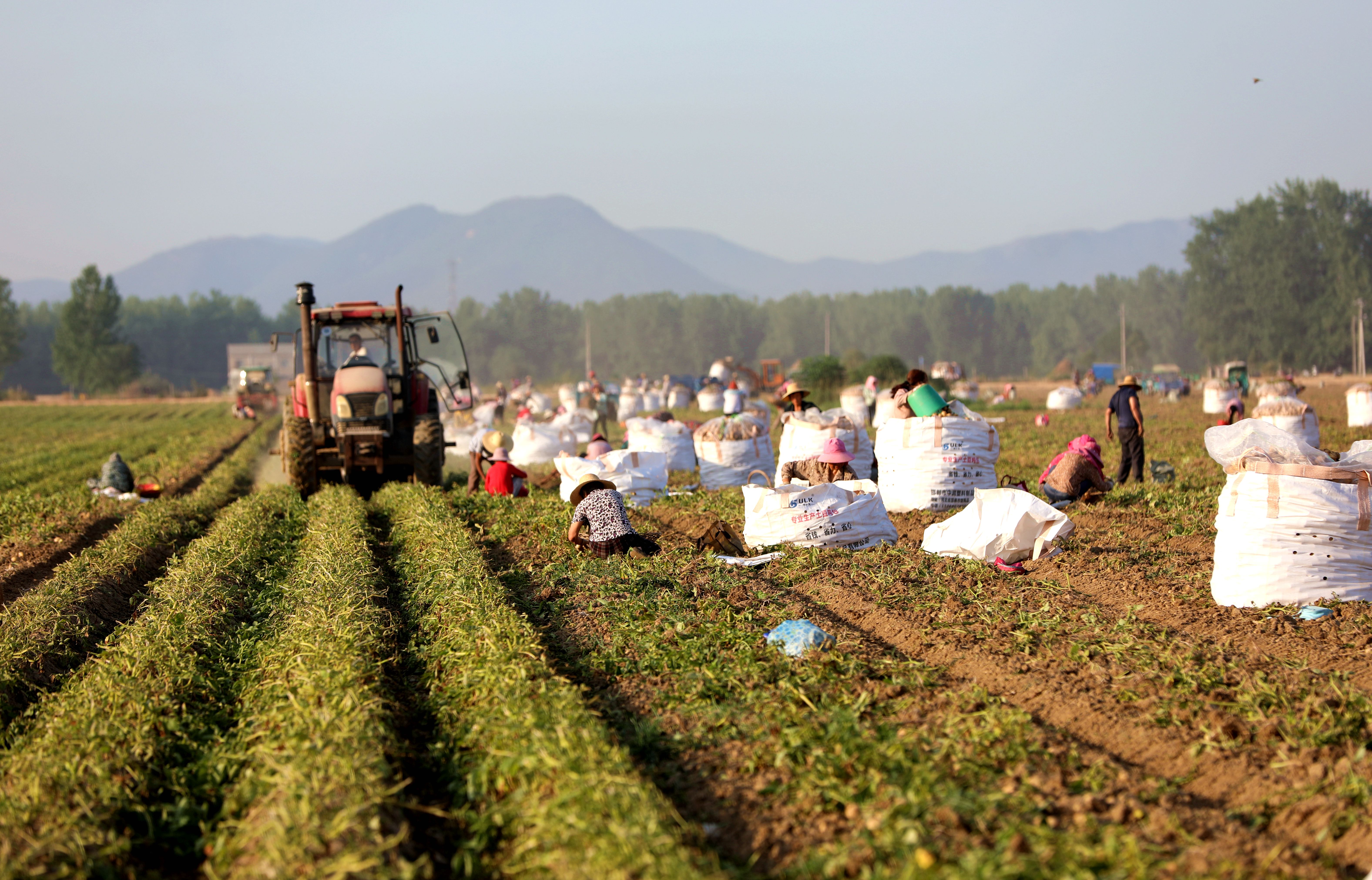 知道嗎?你愛吃的薯?xiàng)l、薯片里邊，有濃濃的“駐馬店味”