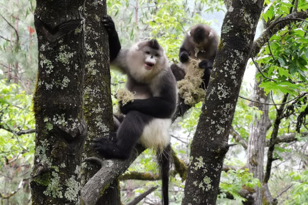 滇金絲猴成為迪慶州文旅局首席顧問(wèn)