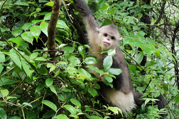 滇金絲猴成為迪慶州文旅局首席顧問(wèn)