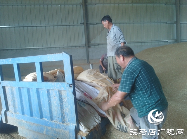 正陽縣：農民賣糧“足不出戶”