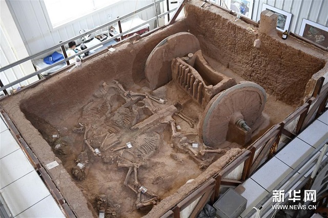 陜西保護(hù)復(fù)原2800年前西周青銅輪牙馬車(chē) 圖