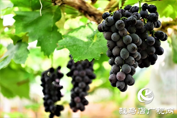 駐馬店“葡萄仙子”王書美：這個(gè)盛夏，她翡翠般的夢“玲瓏”綻放
