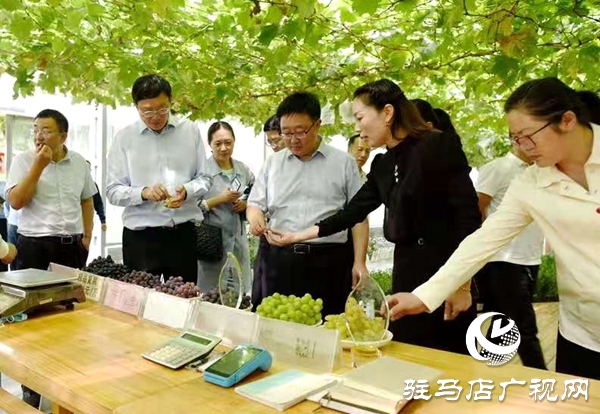 駐馬店“葡萄仙子”王書美：這個(gè)盛夏，她翡翠般的夢“玲瓏”綻放