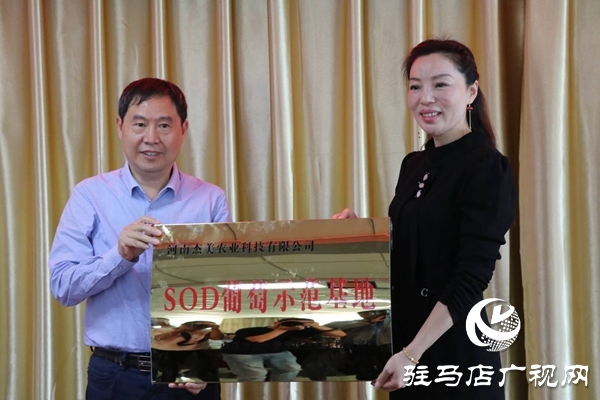 駐馬店“葡萄仙子”王書美：這個(gè)盛夏，她翡翠般的夢“玲瓏”綻放