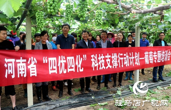 駐馬店“葡萄仙子”王書美：這個(gè)盛夏，她翡翠般的夢“玲瓏”綻放