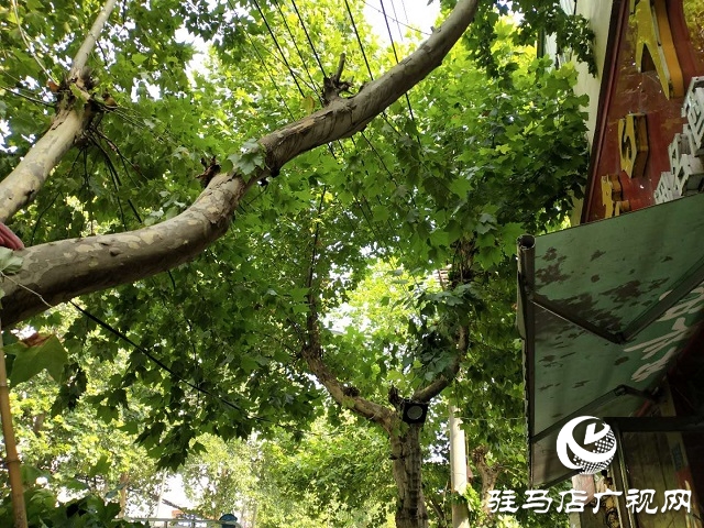 樹(shù)枝碰到高壓線 園林供電忙修剪