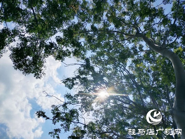 駐馬店：藍天白云景無限 綠樹陰濃夏日長