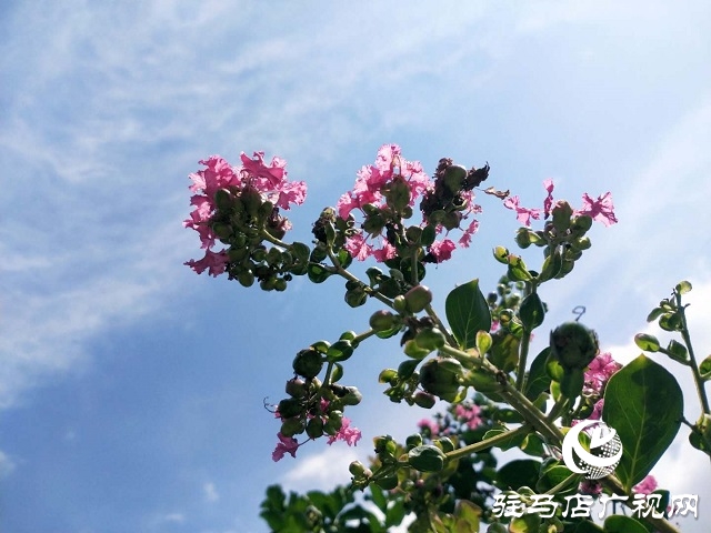 駐馬店：藍天白云景無限 綠樹陰濃夏日長