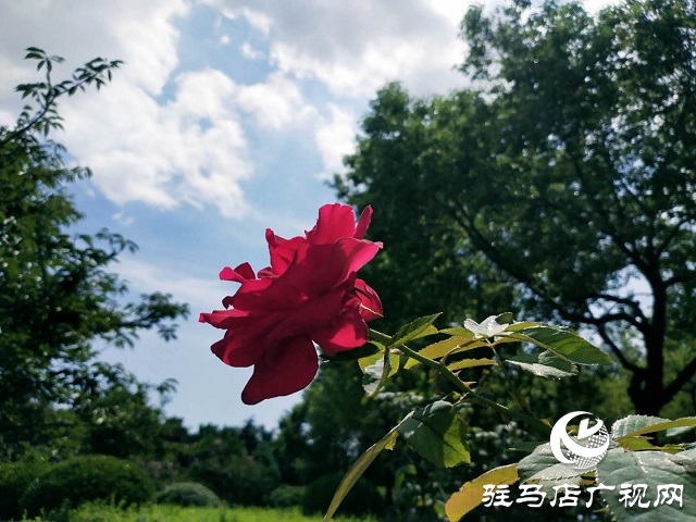 駐馬店：藍天白云景無限 綠樹陰濃夏日長