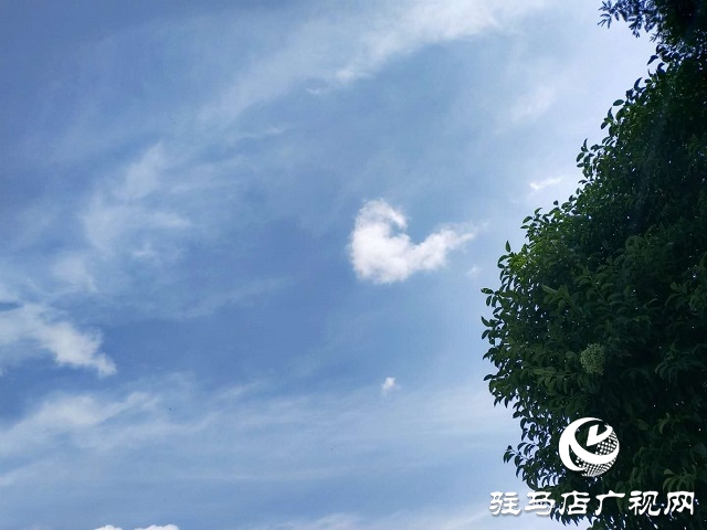 駐馬店：藍天白云景無限 綠樹陰濃夏日長