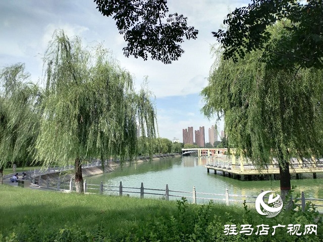 駐馬店：藍天白云景無限 綠樹陰濃夏日長