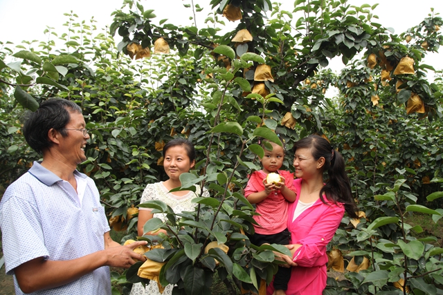 汝南縣板店鄉(xiāng)：梨香引得客商來