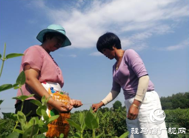西平縣五溝營鎮(zhèn)：金銀花種植助推脫貧攻堅
