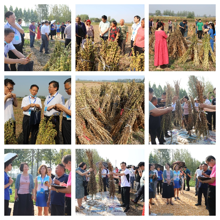 河南省雜文名家“聚焦平輿白芝麻產(chǎn)業(yè)發(fā)展”采風活動啟動暨藍天芝麻小鎮(zhèn)采風基地揭牌儀式舉行