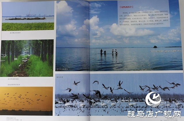 意外墜崖，資深影人葉辛卯魂歸銅山！