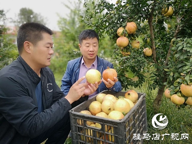 駐馬店驛城區(qū):石榴紅了 日子火了