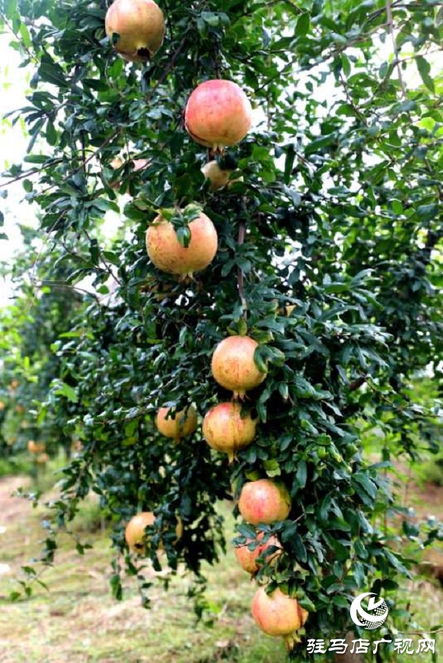 駐馬店驛城區(qū):石榴紅了 日子火了