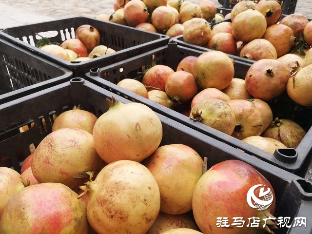 駐馬店驛城區(qū):石榴紅了 日子火了