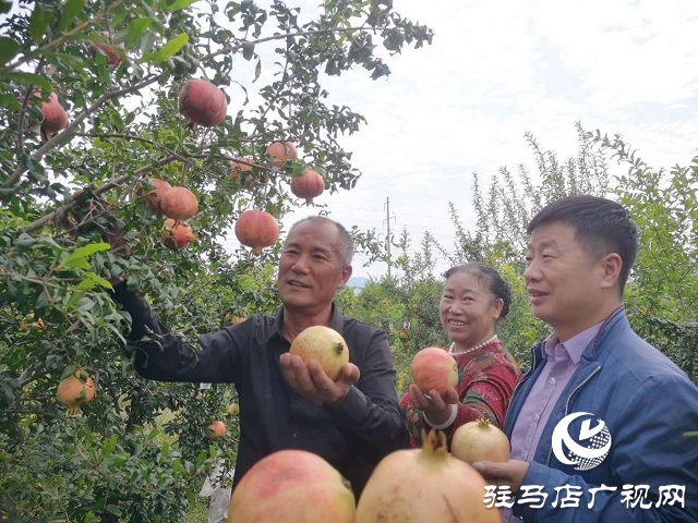 駐馬店驛城區(qū):石榴紅了 日子火了