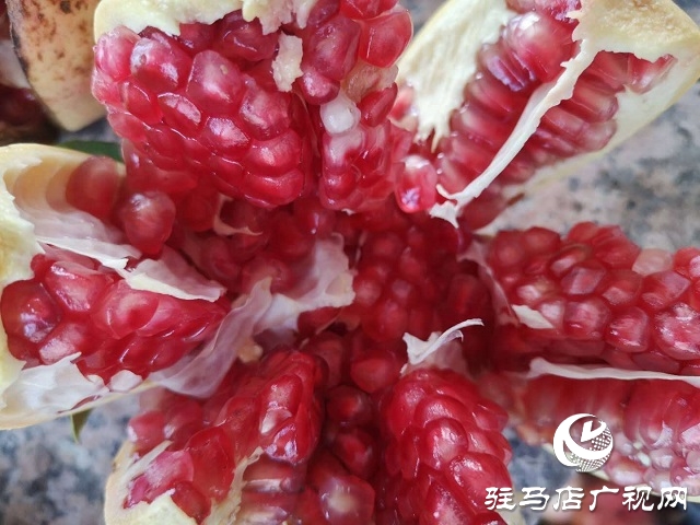 駐馬店驛城區(qū):石榴紅了 日子火了