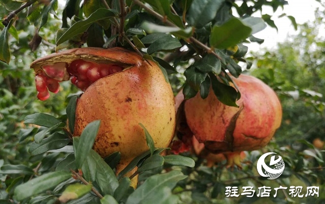 駐馬店驛城區(qū):石榴紅了 日子火了