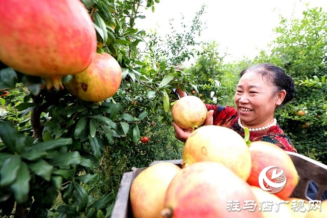 駐馬店驛城區(qū):石榴紅了 日子火了