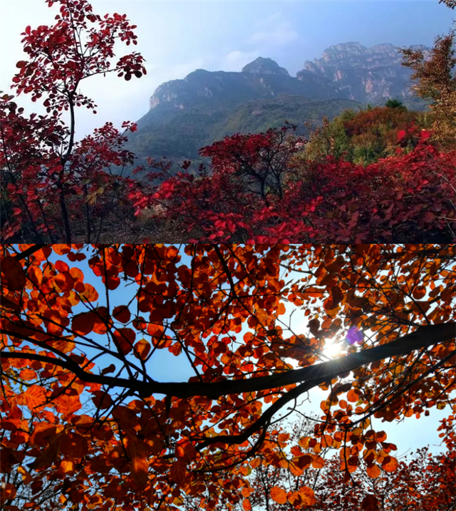 觀秋景、品秋味，多彩太行給你滿(mǎn)目的秋日驚喜！