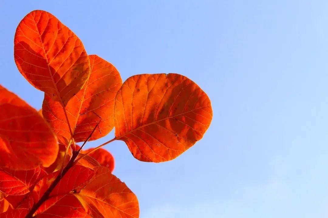 又是一年紅葉季，期待在這里遇見最美的你