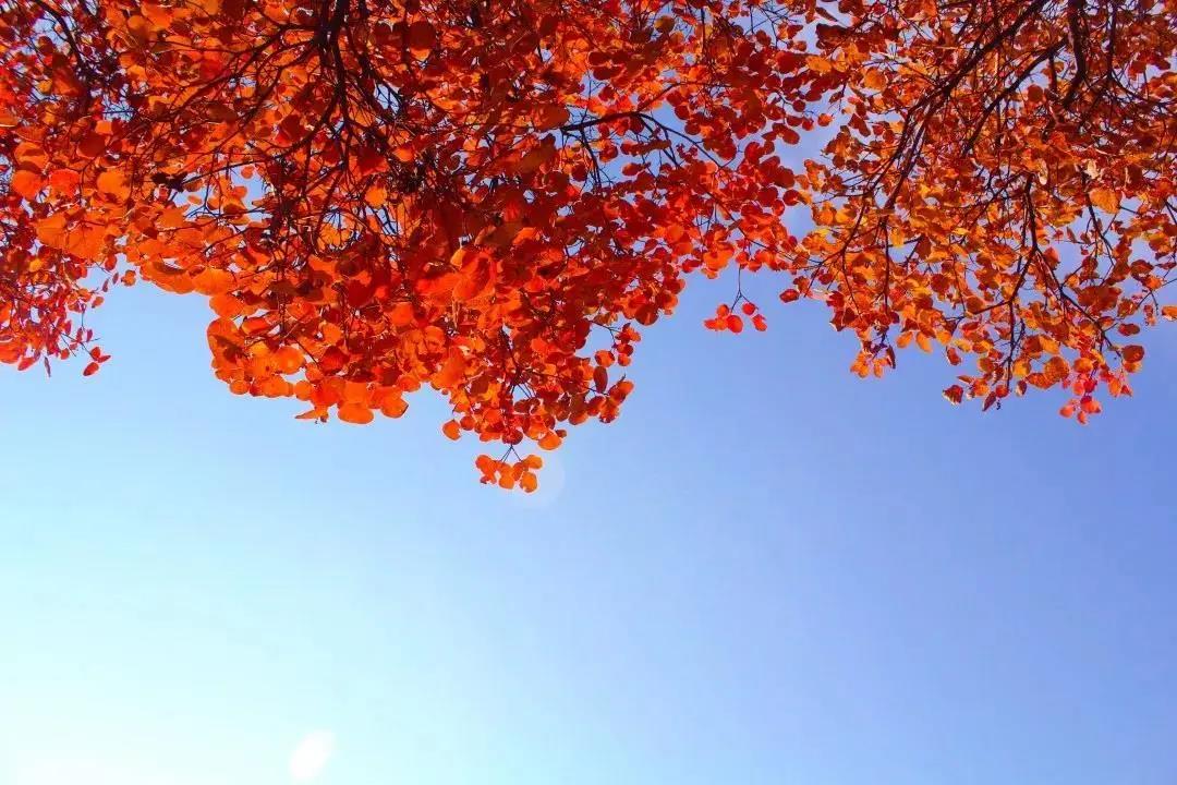 又是一年紅葉季，期待在這里遇見最美的你
