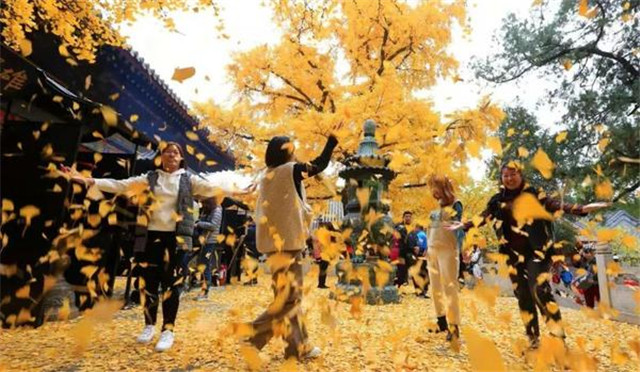 “古剎秋景惹人醉，金色滿園迎賓朋”——嵩山少林寺千年銀杏已到了一年之中最美時(shí)節(jié)！