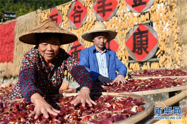 福建尤溪：詩(shī)意桂峰?曬秋人家