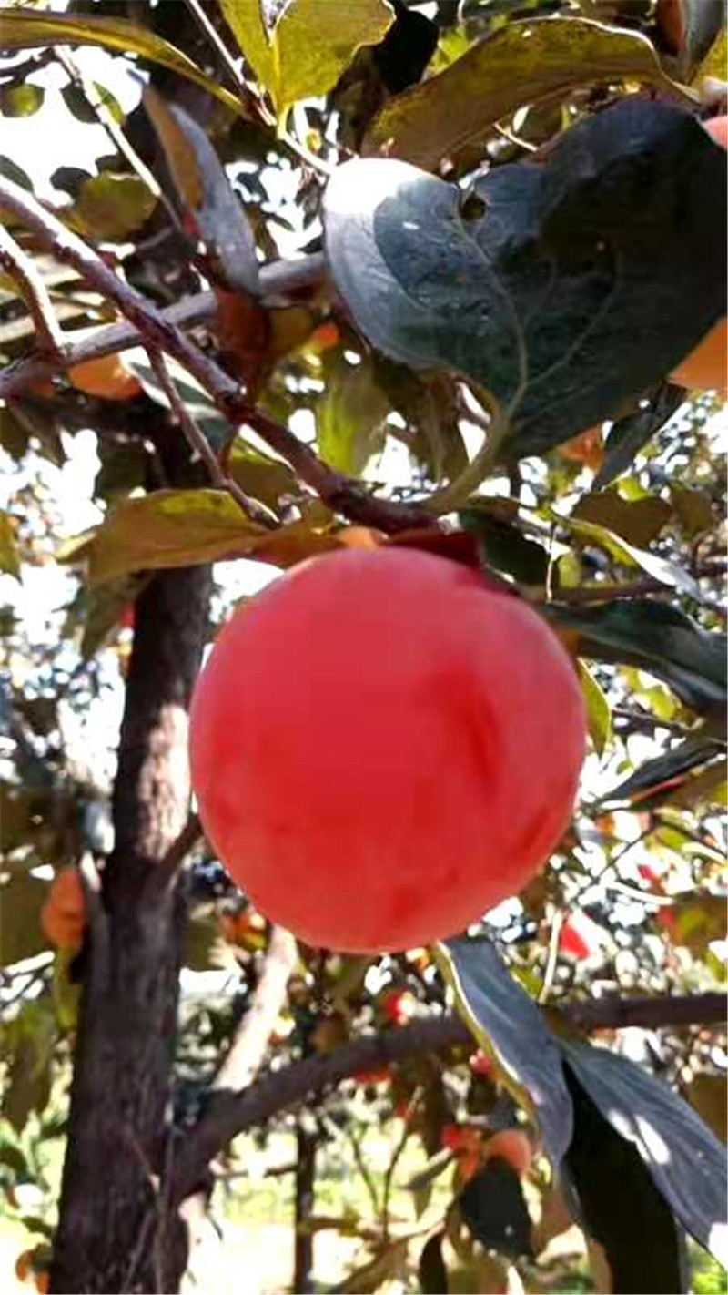 正是老家好時節(jié)，醉美河南惹人來