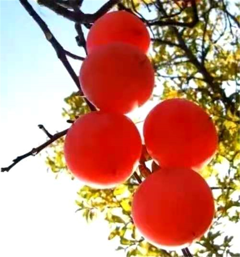 正是老家好時節(jié)，醉美河南惹人來