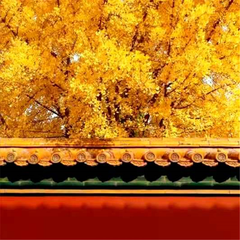 正是老家好時節(jié)，醉美河南惹人來